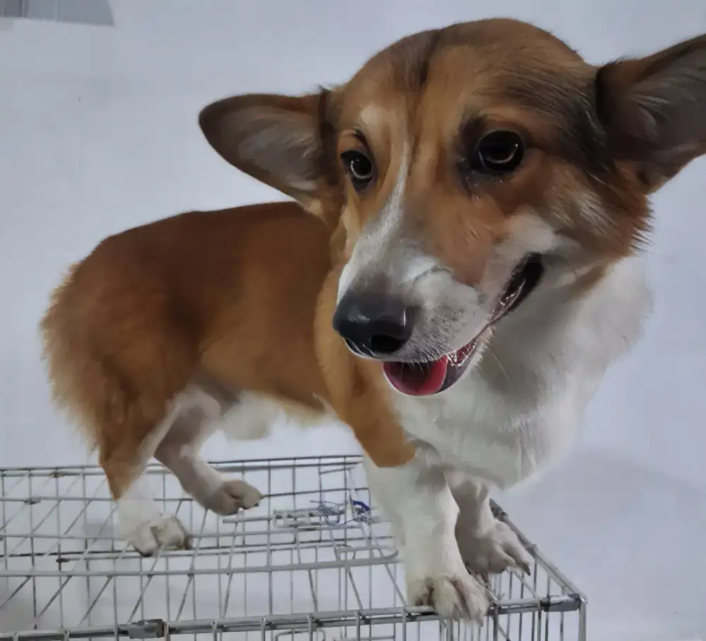 Open Jasa Pacak Corgi