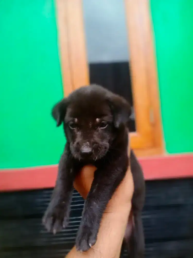 Pitbul  jantan murah meriah