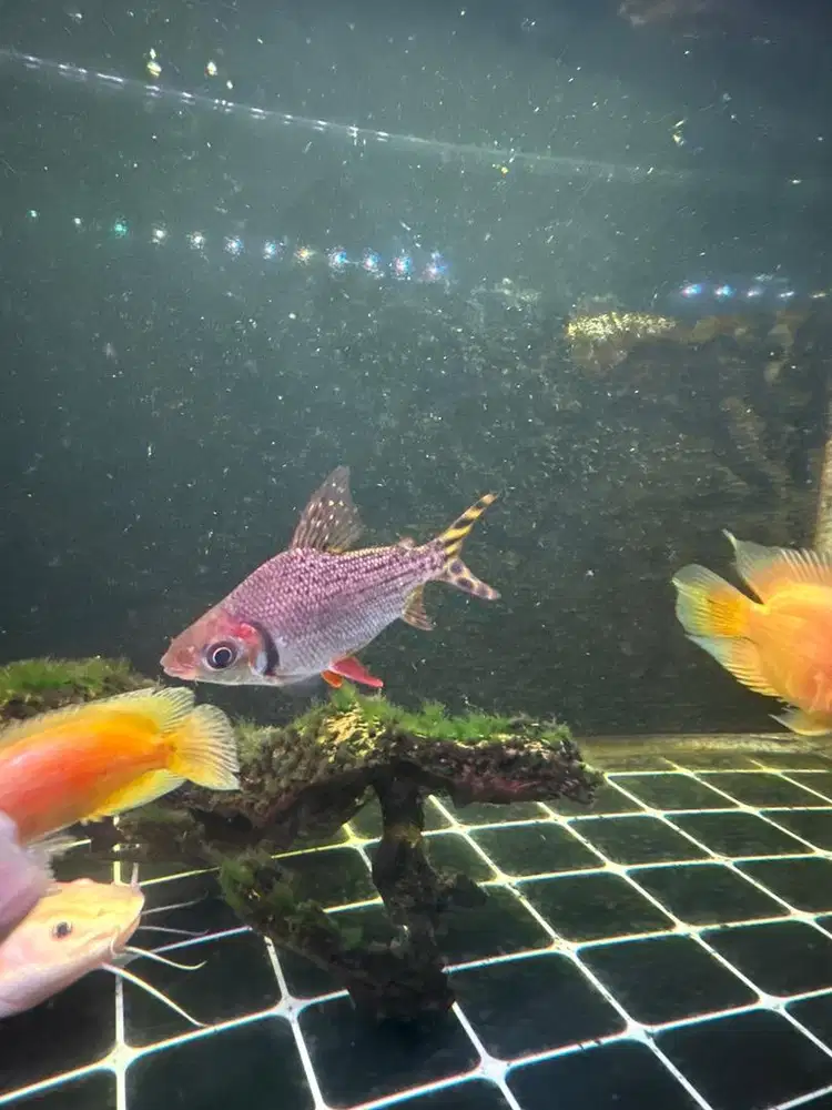 DIJUAL CEPAT RFF ( RED FEIFENG) TANK MATE PREDATOR/IKAN PREDATOR