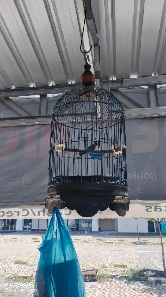 Burung gelatik gacor