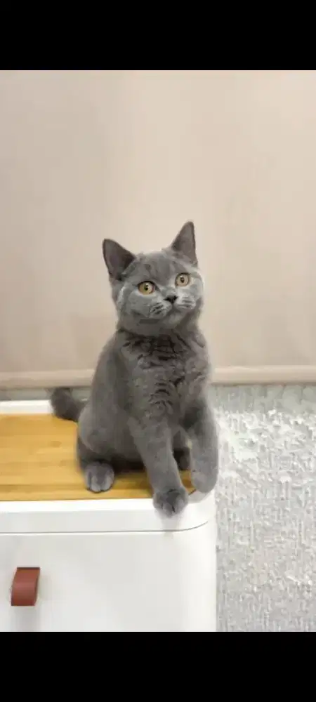 British shorthair