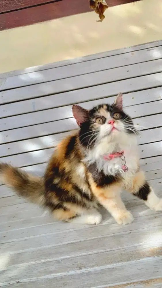 Kucing persia calico