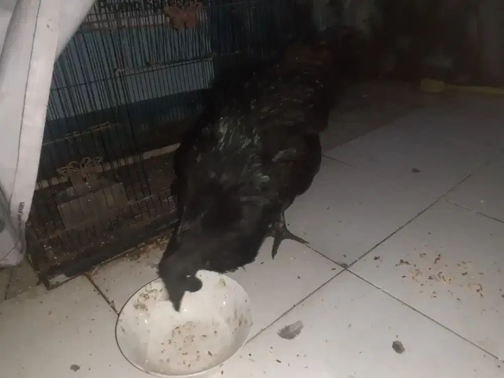 ayam cemani hitam