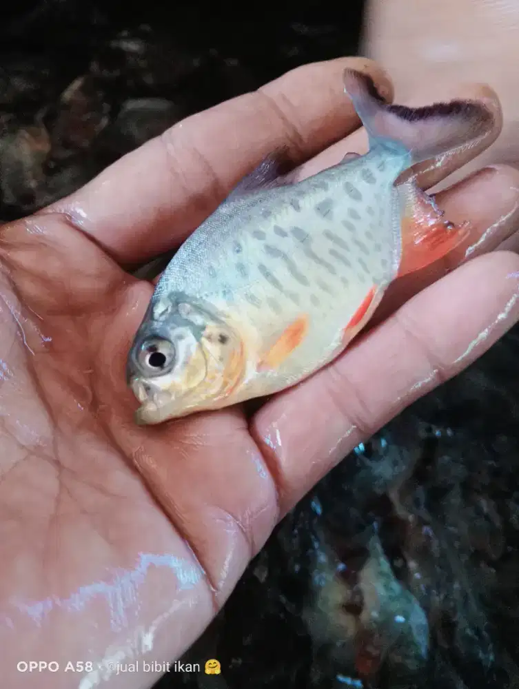 Jual bibit ikan bawal ukuran korek minat WA gan