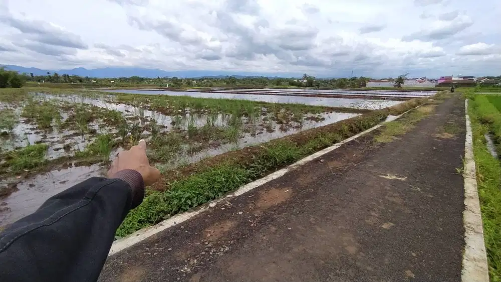 DIJUAL ASSET SAWAH SANGAT PRODUKTIF, AKSES MOBIL,AIR LANCAR JAYA