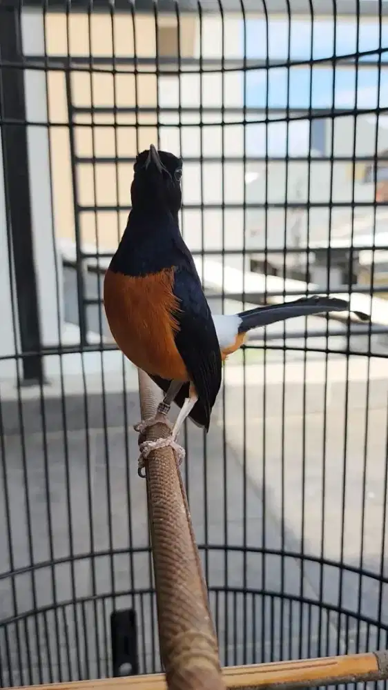 Murai Lokal Ring Mapan Gacor Ex Prestasi