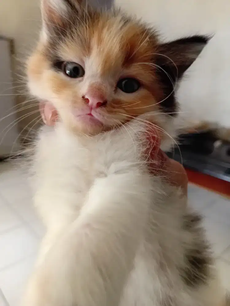 Kitten Persia betina umur 1, 5 bln