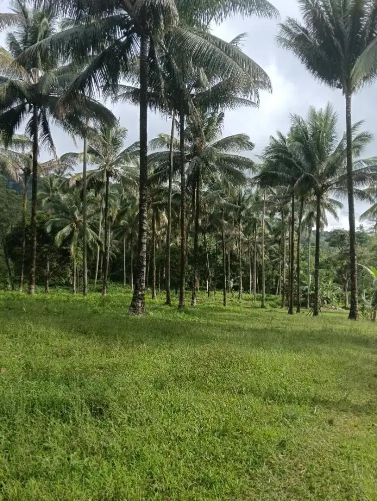Tanah belakang kantor Bupati Minut