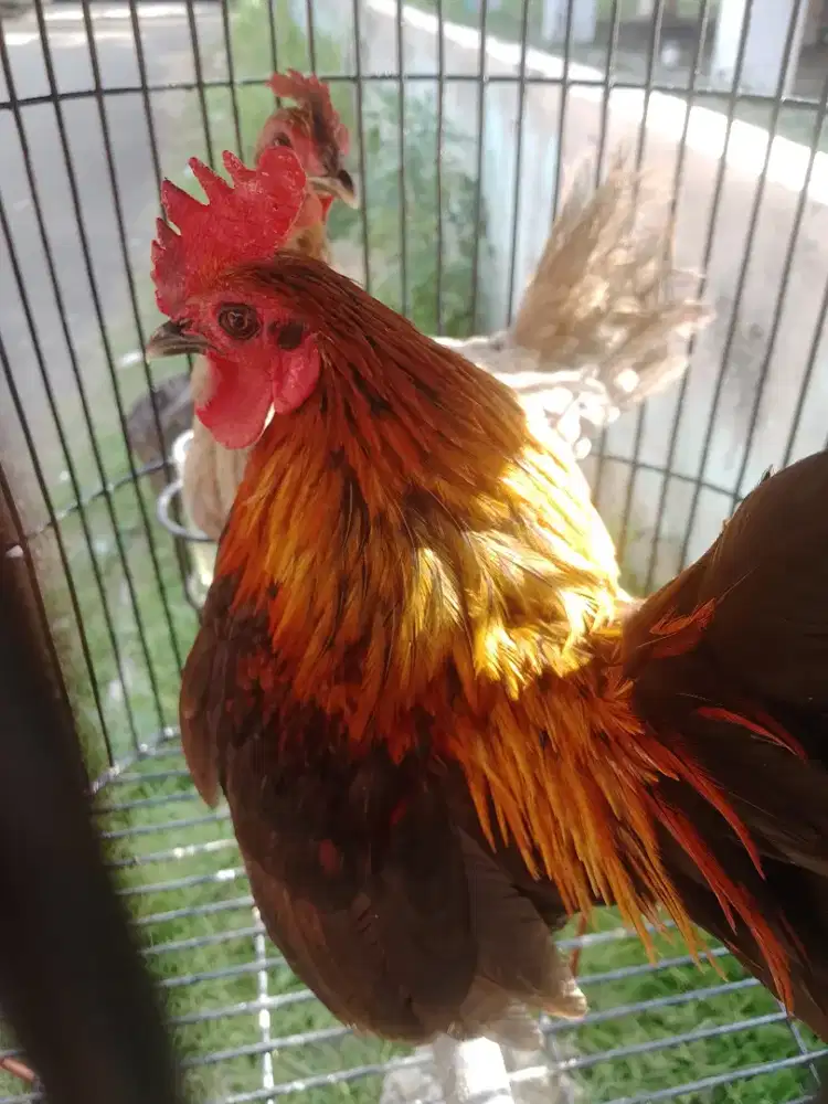 Ayam kate sepasang produksi