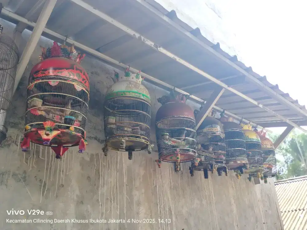 7 perkutut bangkok berikut kandang