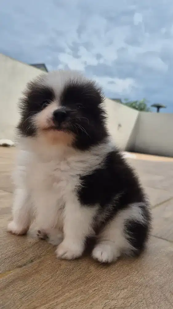 Minipom Jantan 2 Bln Parti Colour