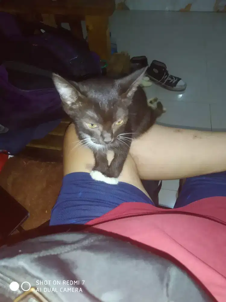 Di jual kitten persia mix