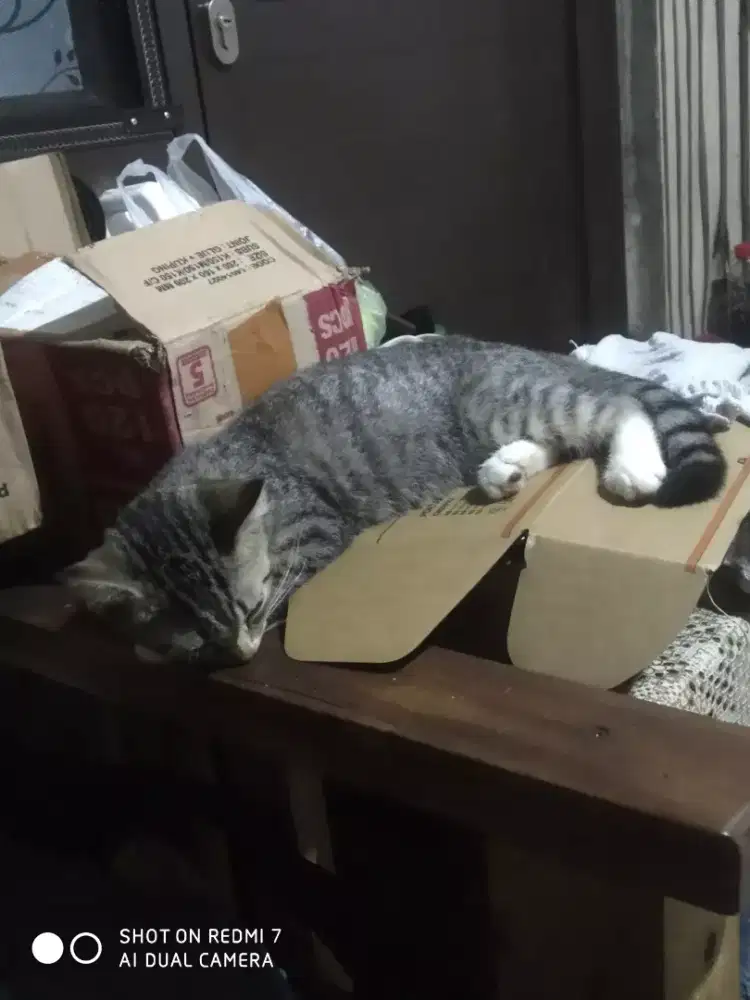 Di jual kucing persia mix