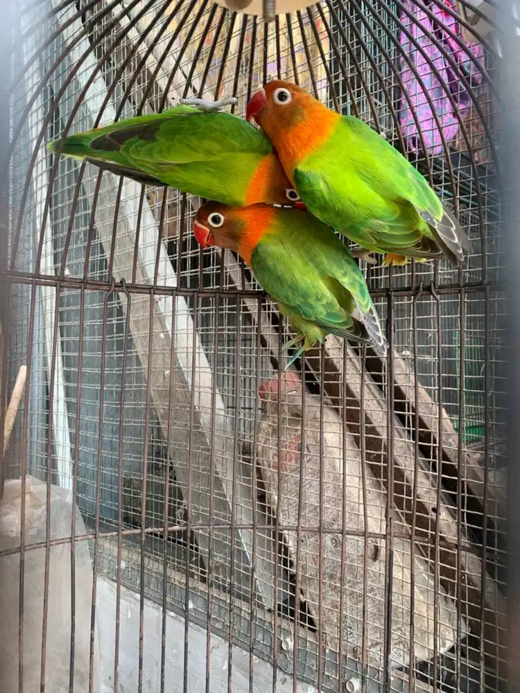 Lovebird biola green