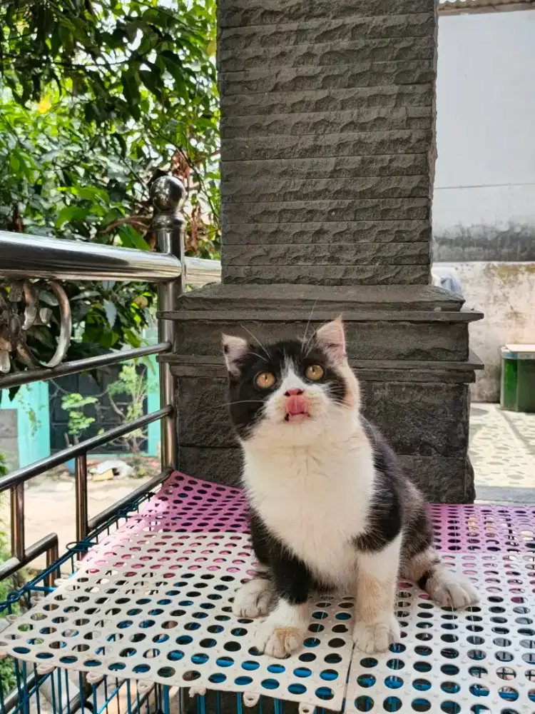 Kitten bsh ns calico betina