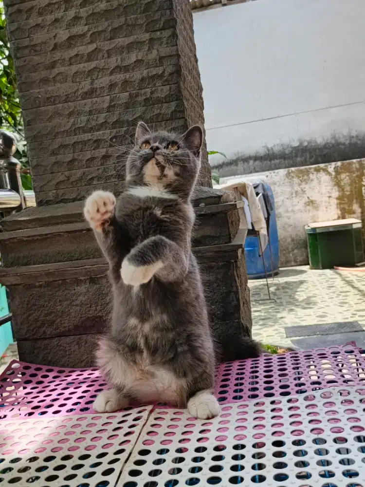 Kitten bsh ns betina 3 bulan