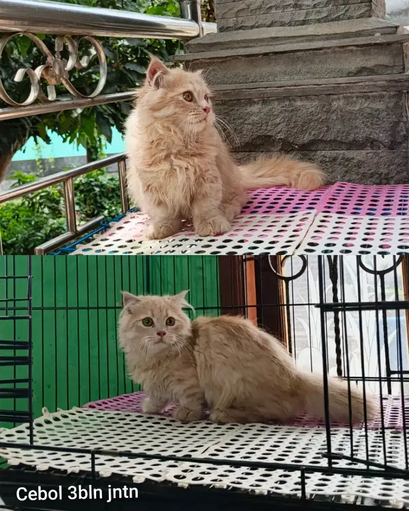 Kucing muchkin cebol