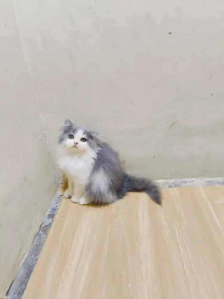Kitten Persia abu putih