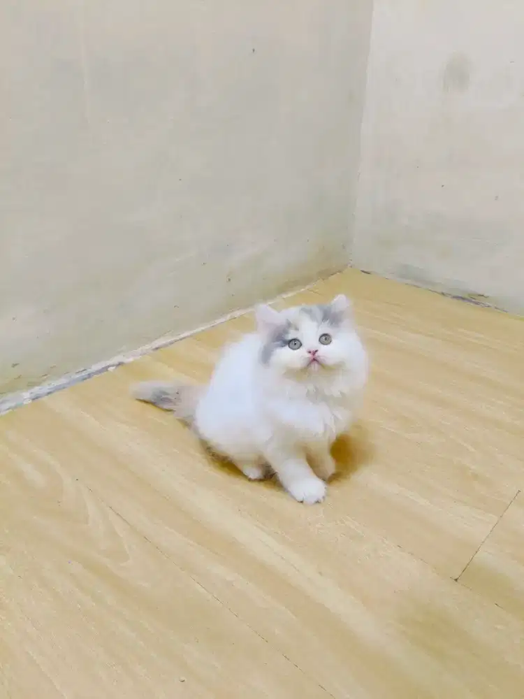 Kitten betina Calico