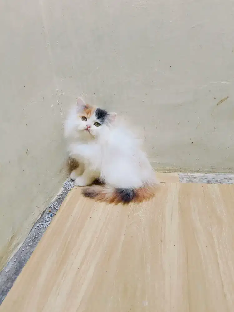 Kitten Persia Calico