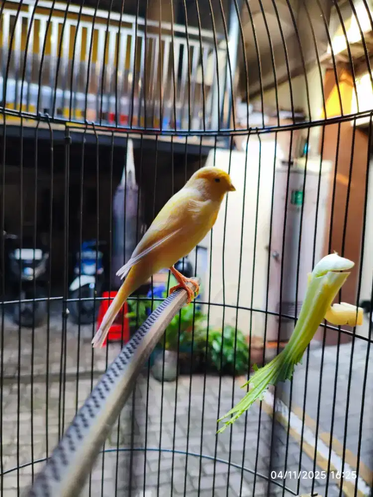 F1ys | F1 Ys | Kenari