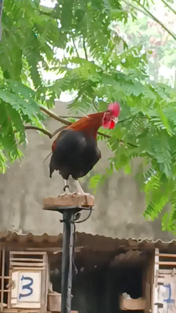 Ayam ketawa durasi sambung