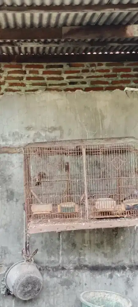 Burung gereja Tarung trotol