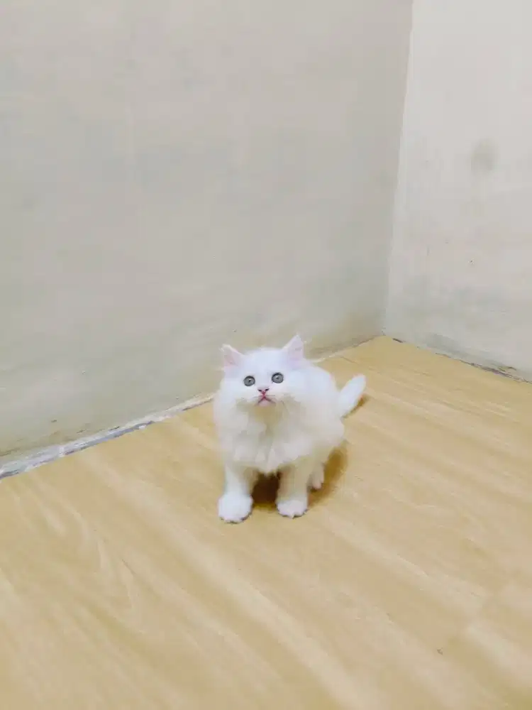 Kitten putih solid
