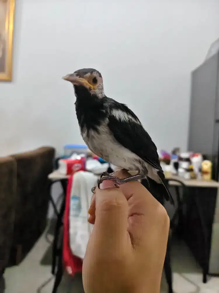 Burung anakan jalak suren