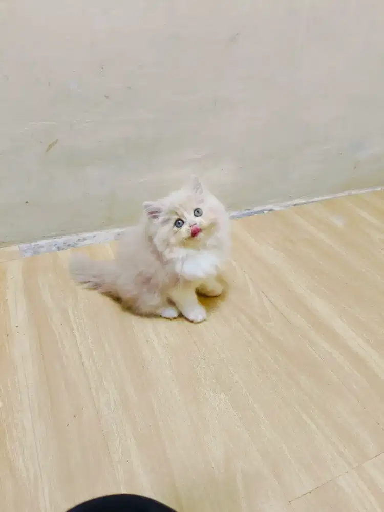 Kitten creamy jantan