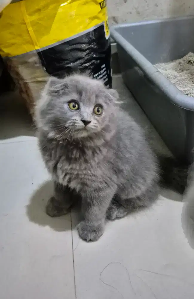 BSH SF Scottish Fold