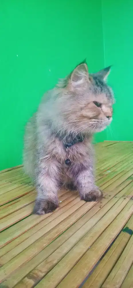 Kucing Persia long hair betina