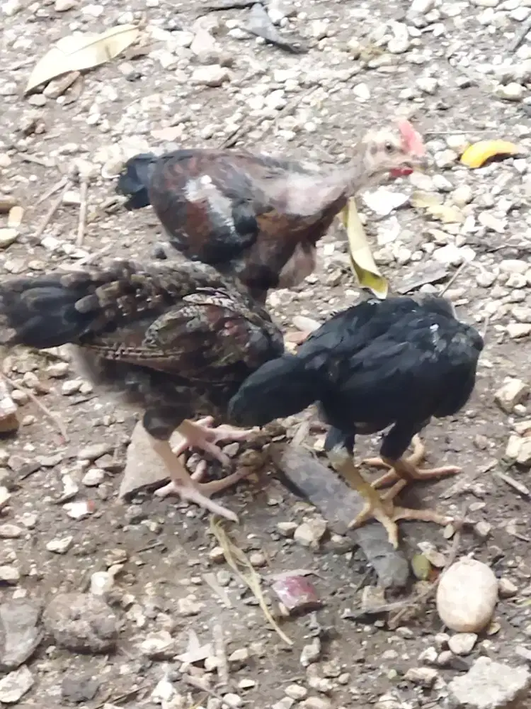 Ayam Pelung umur 2 bulan 2 Pasang