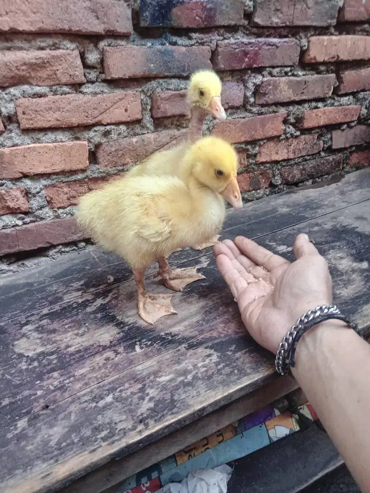 Anak soang/Angsa sehat lincah gesit jinak