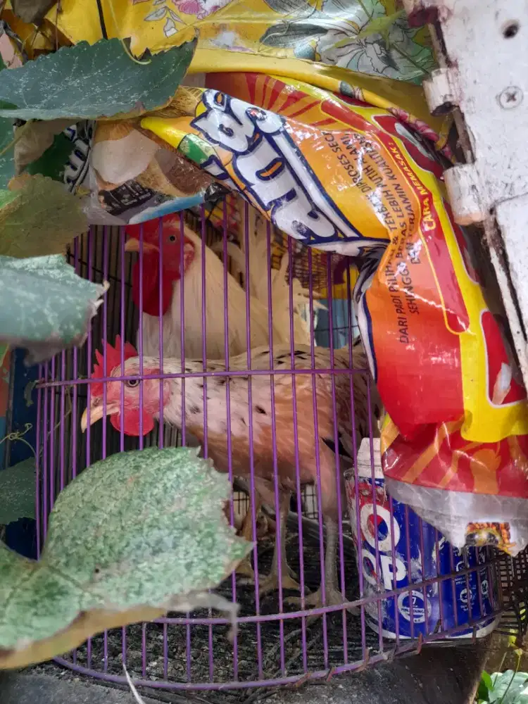 AYAM KETAWA 3 EKOR DAN AYAM KATE 1 EKOR