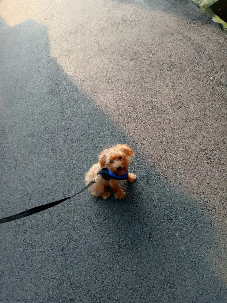 Poodle jantan usia 3 bulan