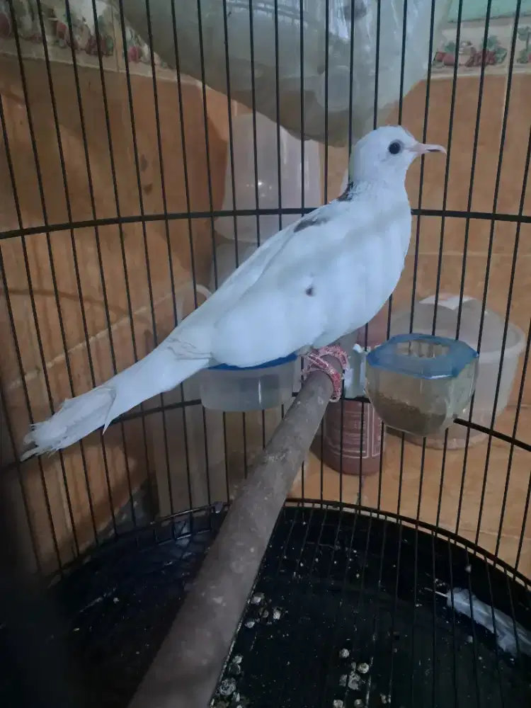 Tekukur putih BS kuk 1 sandung 2, Jantan bekur, video ke wa