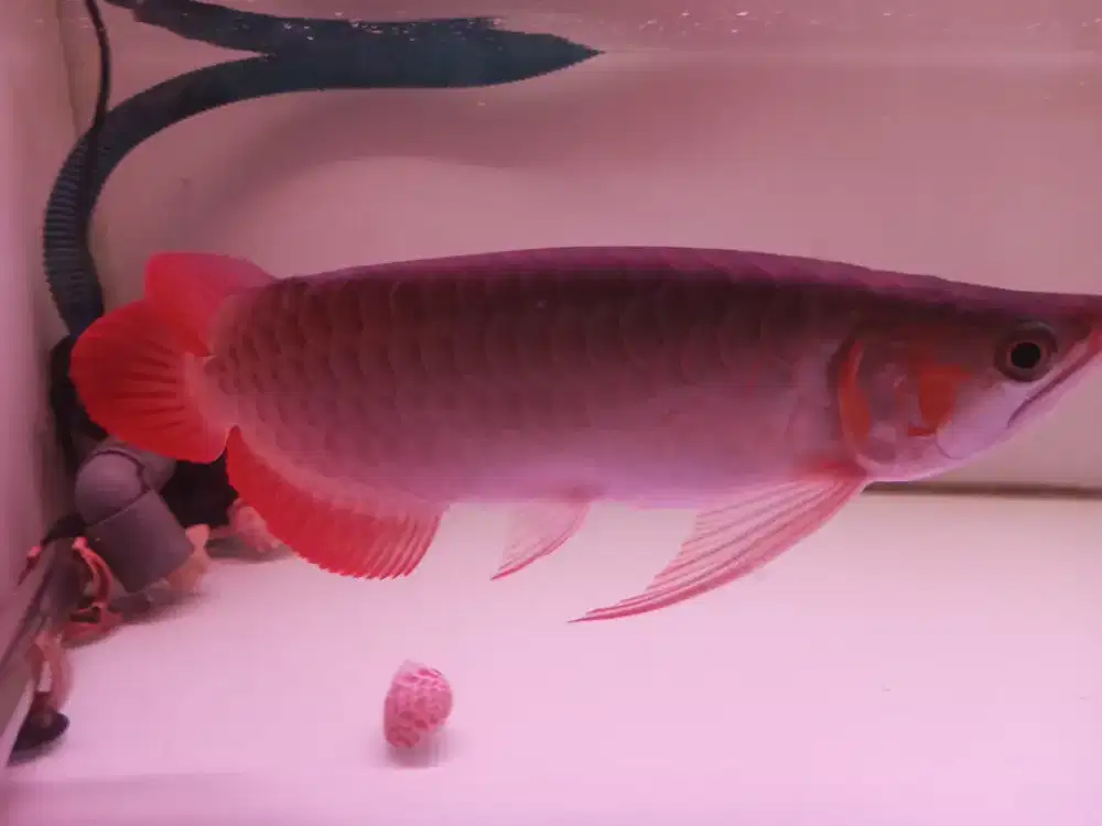 Ikan arwana super red