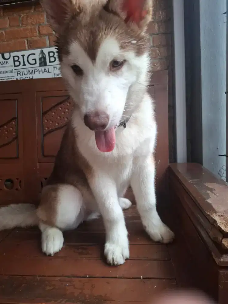 Anak Anjing Husky x Malamute