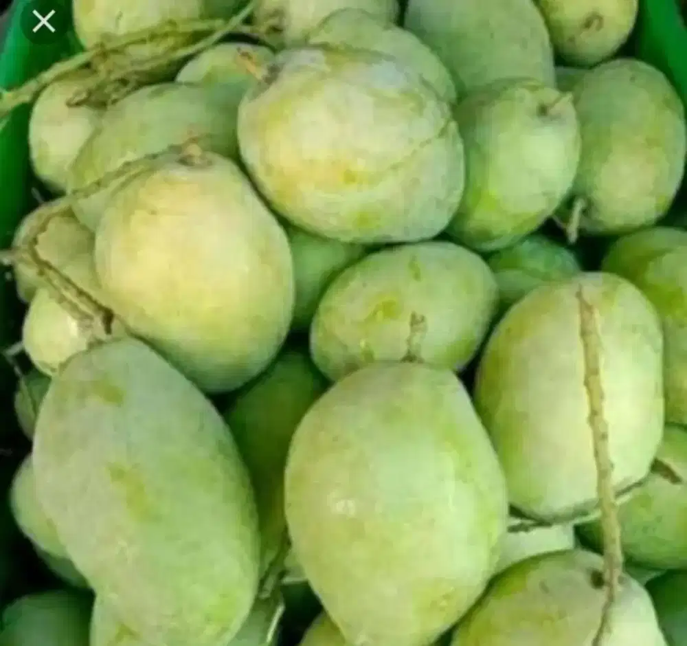 Mangga indramayu Dr cengkir