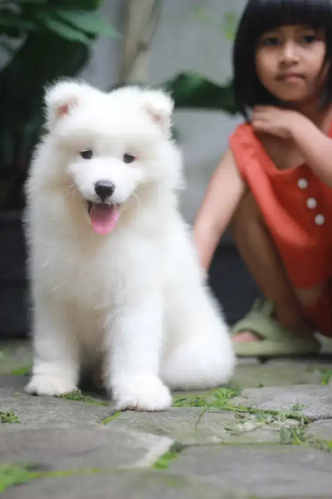 Puppy Samoyed Jantan