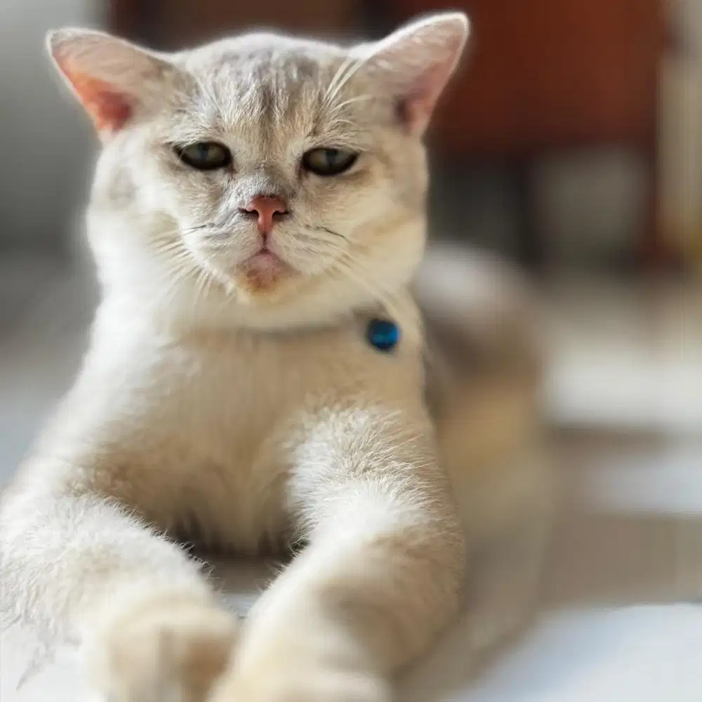 KUCING BSH GOLDEN PED