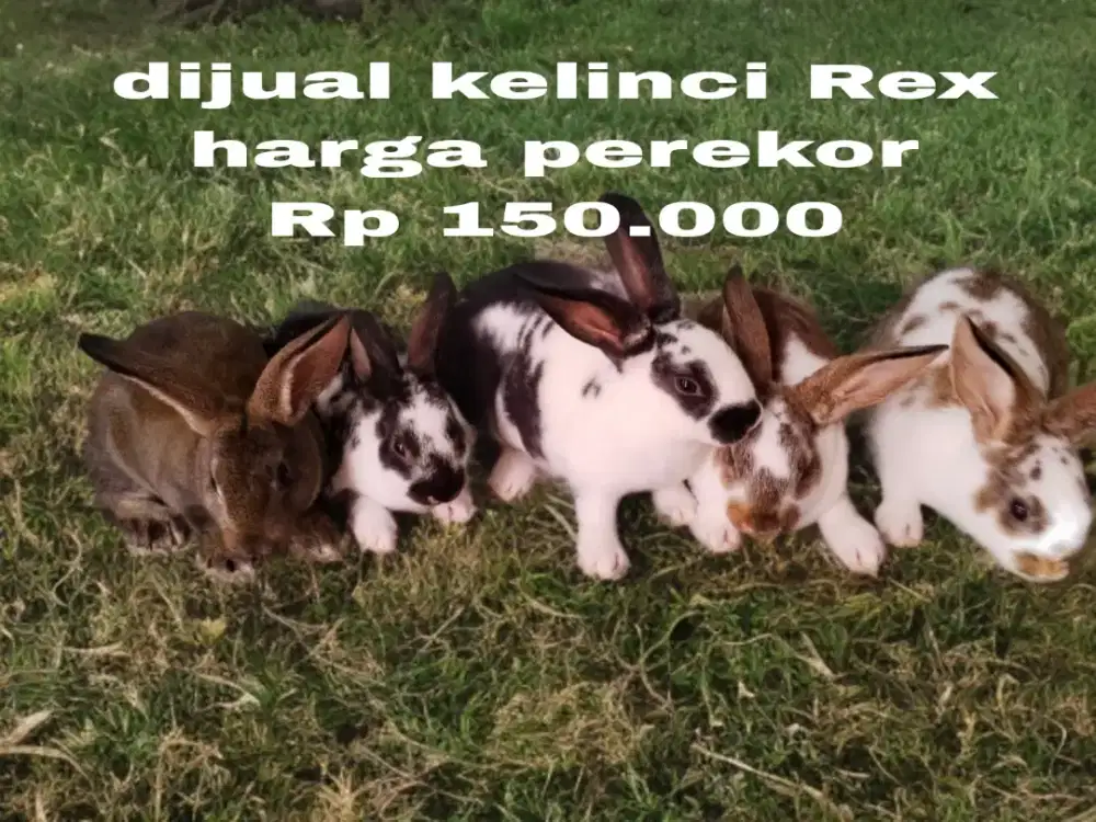 Menjual anakan kelinci Rex usia 45 hari