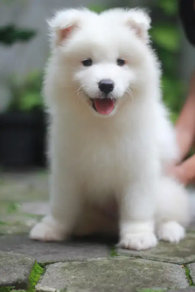 Anakan Samoyed Jantan Cakep