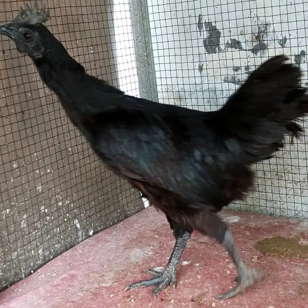 Ayam cemani hitam betina