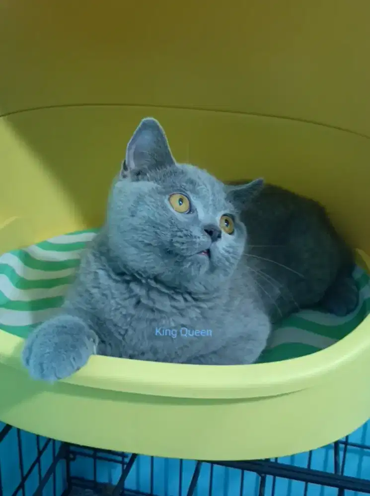 Kucing BSH British Shorthair Blue Solid Jantan 3,5 bulan Anakan Ped