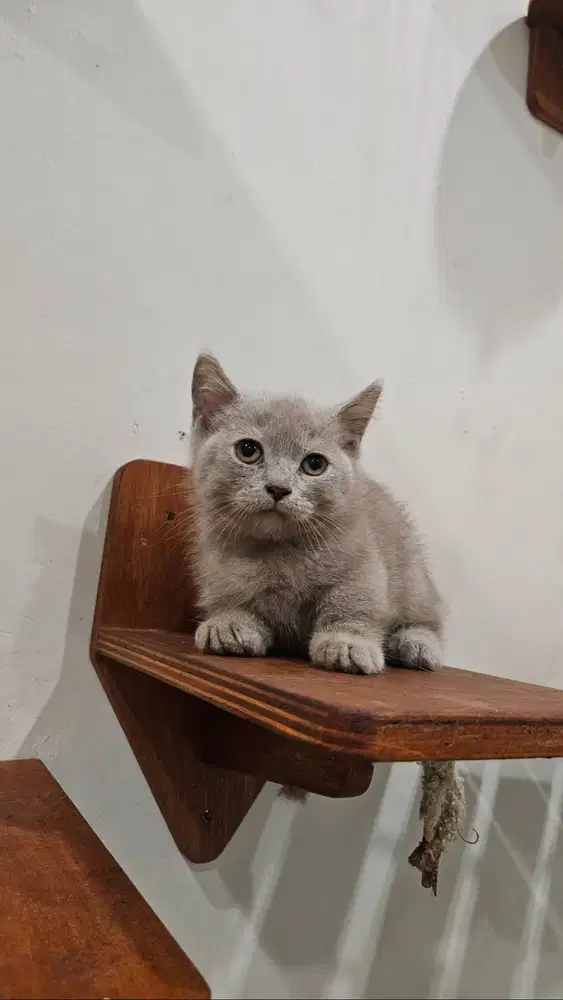 British Shorthair ( BSH ) Munchkin Lilac Female