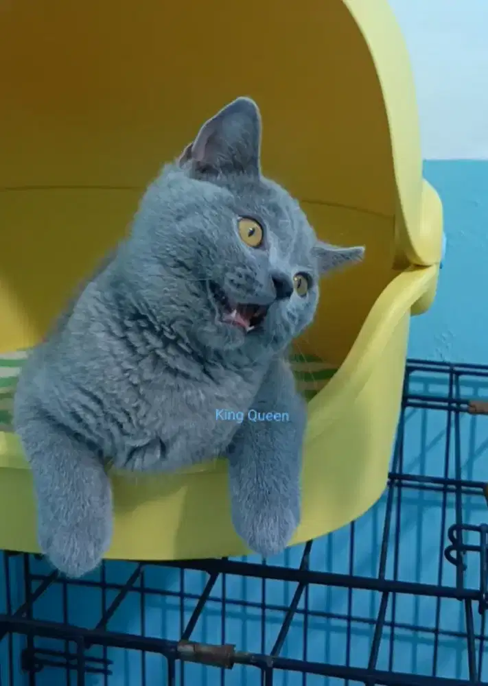 Kucing British Shorthair BSH Blue Solid Jantan 3,5 bulan Parent Ped