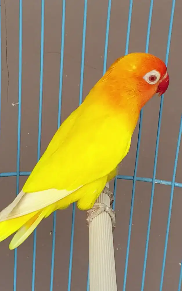 Lovebird lutino mata merah