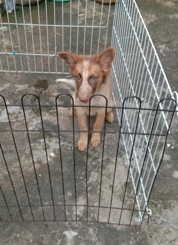 Semi Hibah Anjing Penjaga Rumah Husky Mix